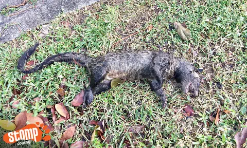 Oh no! Dead palm civet found at Marine Parade Road