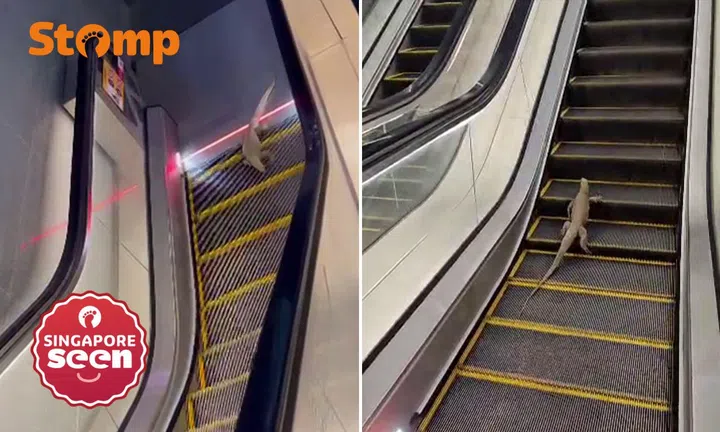 Monitor lizard at Punggol Coast MRT station