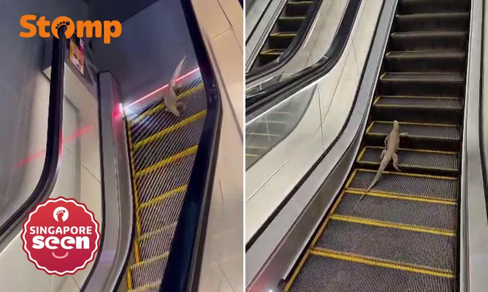 Monitor lizard at Punggol Coast MRT station