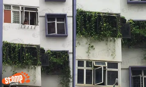 HDB flat or urban jungle? 'Rainforest' spotted at Blk 7 North Bridge Road