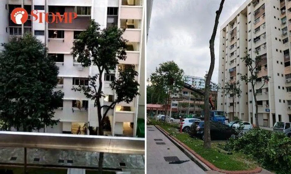 Workers were seen pruning the trees near the Stomper's block on Aug 17.