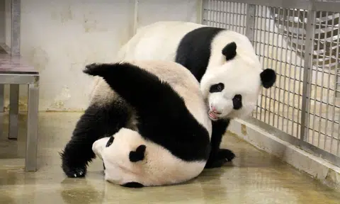 Kai Kai (on top) frolicking with Jia Jia, the panda pair moved to Singapore in 2012.