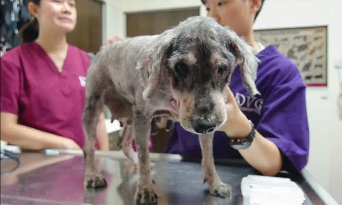 9 ex-breeding dogs found in inhumane conditions: 'Some of the worst ...