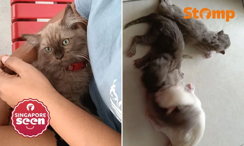 Stomper’s ‘Lucky’ kitten welcomes 4 new siblings after being sole survivor of his litter