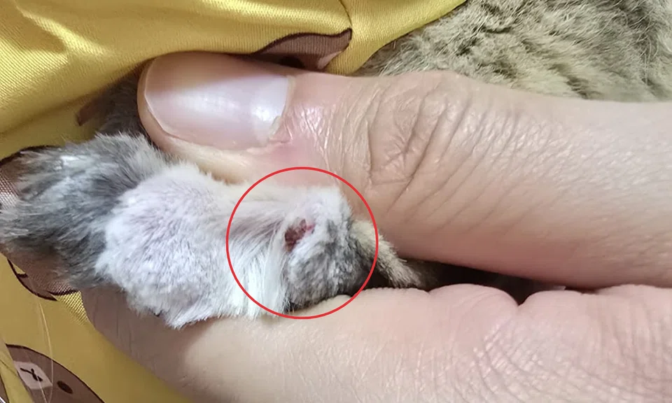 Pus, bleeding, and clean cuts. That's what pet owner Stacey allegedly found on her cat Bella after a grooming session at Cats Garage. PHOTO: STACEY