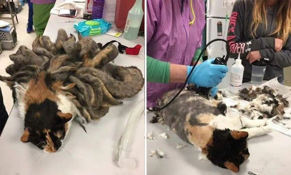 Cat found with dreadlocks on her body -- got heavy burden shaved off
