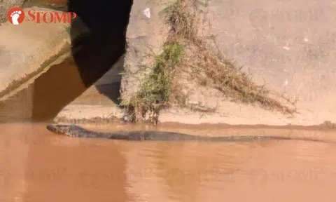 'Huge' monitor lizard spotted every weekend at Jurong West