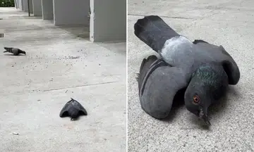 woman left heartbroken after witnessing alleged pigeon poisoning at void deck