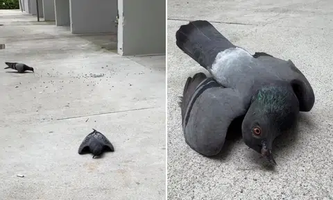 woman left heartbroken after witnessing alleged pigeon poisoning at void deck
