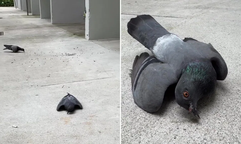 woman left heartbroken after witnessing alleged pigeon poisoning at void deck