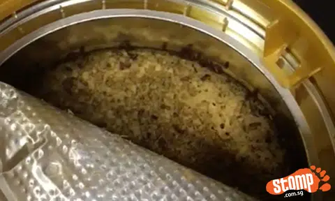 Eew level 1,000: Woman gets shock of her life after finding creepy crawlies in milk tin