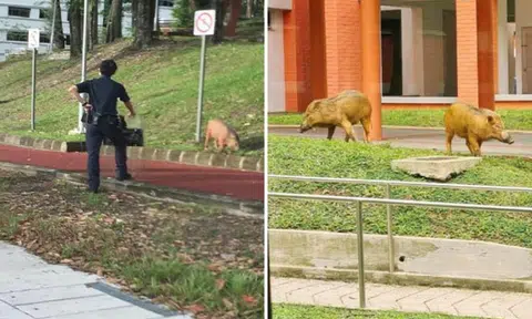 Wild boars get police escort through Yew Tee residential estate