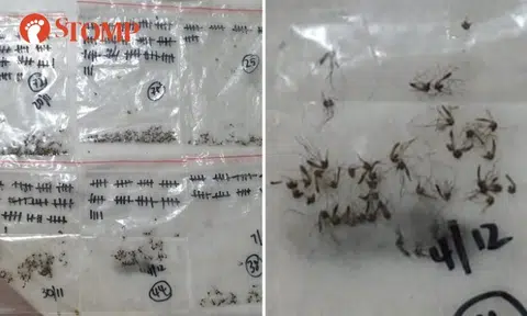 Tampines resident catches and kills 323 mosquitoes in 1 month: 'It's affecting my quality of life'