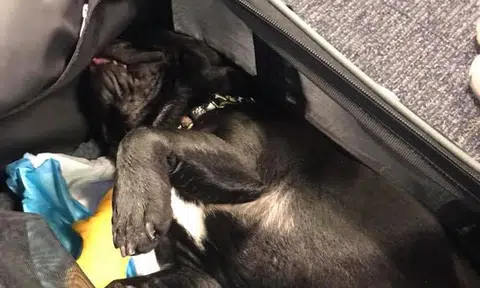 Dog dies after being stuffed into overhead bin on United Airlines flight