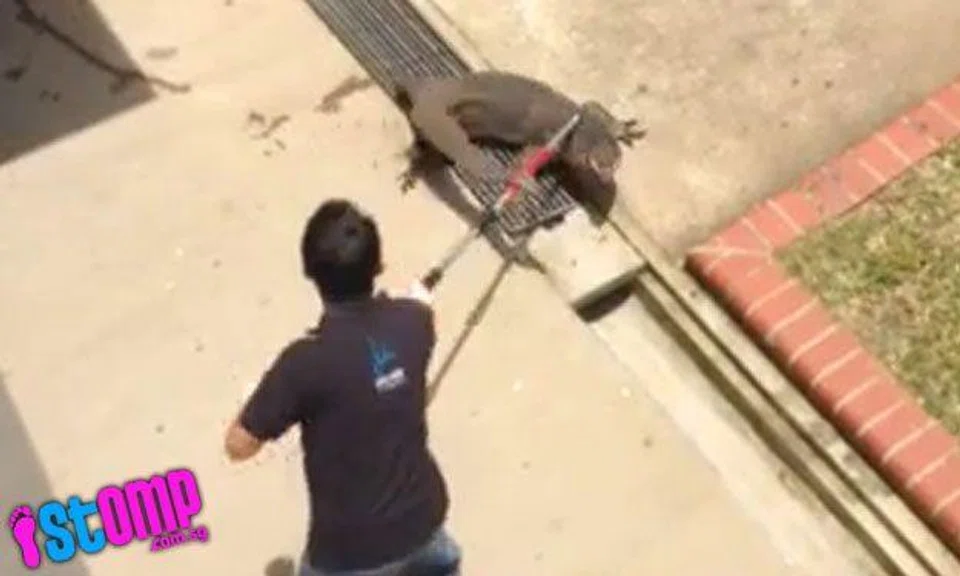 Here's how giant monitor lizard at Yishun was caught