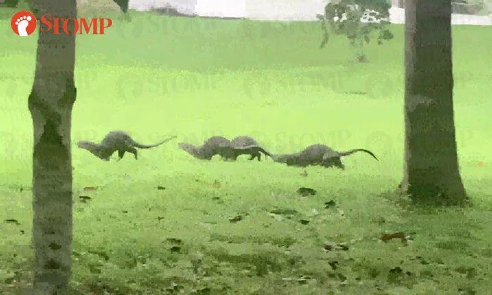 Stomper enchanted by sight of growing Bishan otter family: "The miracle continues"