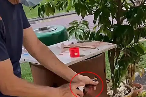 Coffee shop supervisor paints trapped mynas red, claims it repels birds