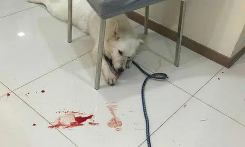 Owner allegedly puts down dog after it bites her face and leaves her bloodied
