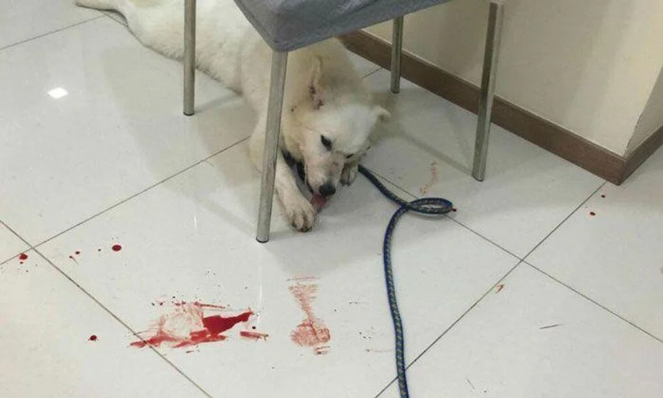 Owner allegedly puts down dog after it bites her face and leaves her bloodied