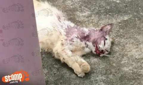 Dead cat found with bloodied face at Jurong West St 73