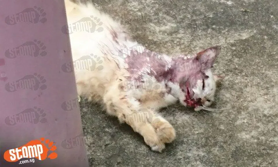 Dead cat found with bloodied face at Jurong West St 73