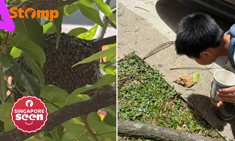 Bishan resident concerned to see bee hive outside her window: 'Not the first or last time'
