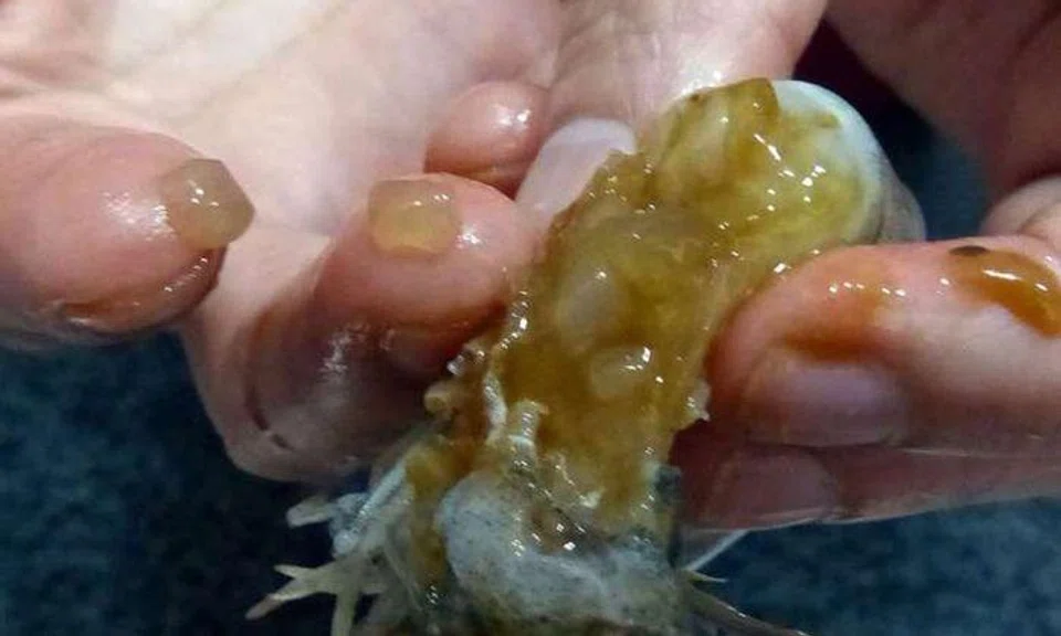 'Abnormal' prawns sold in Sengkang wet market, AVA probing if they are injected with gelatin
