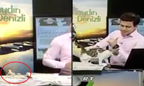 Pawllywood ready: Turkish live morning show interrupted by stray cat