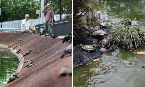 Punggol pond dirty and smelly due to abandoned terrapins, which are unlikely to survive