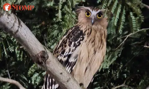 Stomper goes fishing in Pasir Ris pond -- and realises rare owl is doing the same