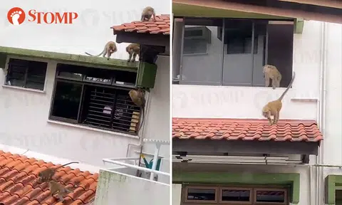 Bukit Timah condo 'under attack' by monkeys that enter homes and leave trail of destruction