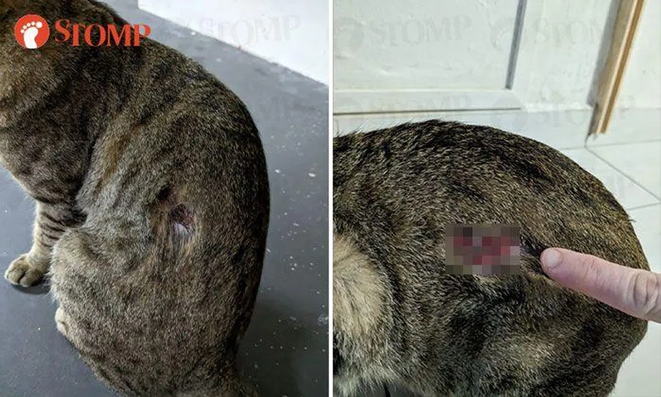 Community cat found with bloody wound: SPCA says it appears to be bite injury from another animal