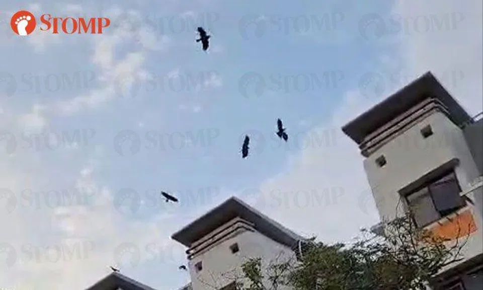 Ghim Moh resident frustrated over growing crow population: 'It is terrifying'