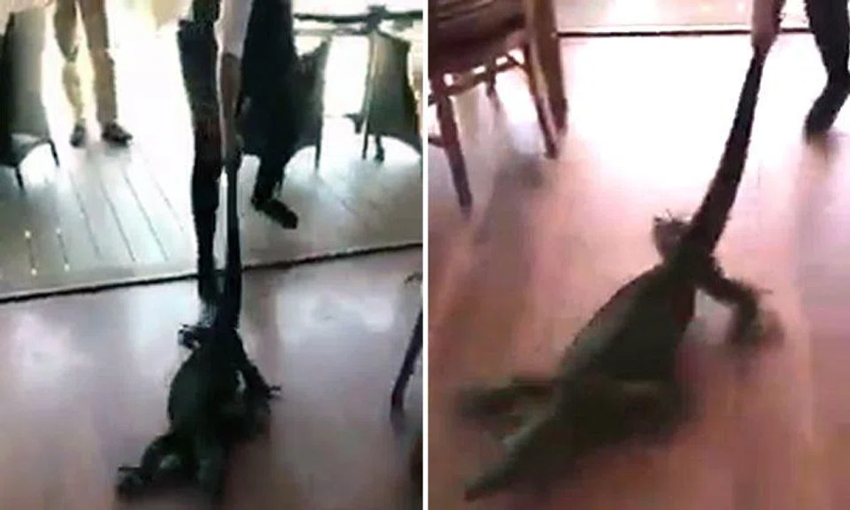 Waitress in Australia drags huge monitor lizard out of restaurant by its tail