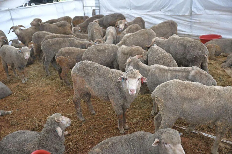 A portion of donated sheep meat will be processed, canned, and distributed to Palestinians in Gaza.