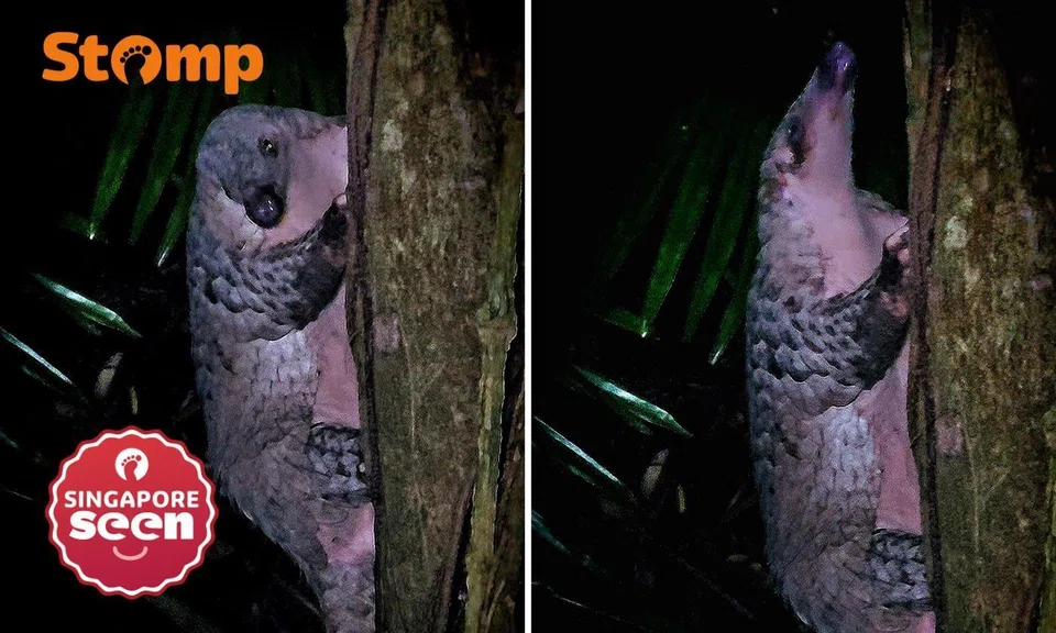 sunda pangolin