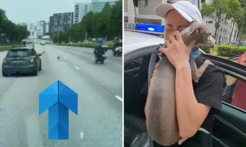 Dog on expressway rescued by motorists and police, reunites with tearful owner: 'We are very blessed'