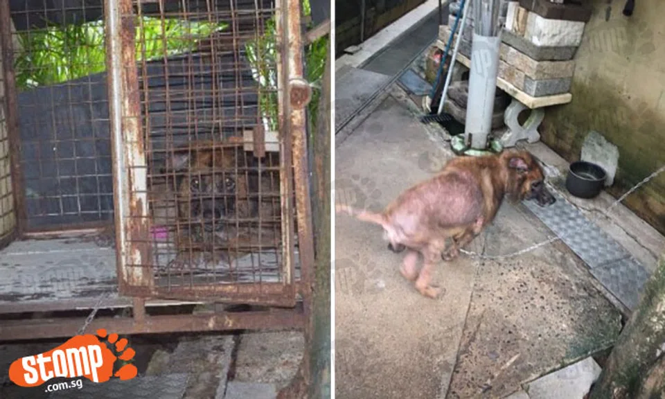 What kind of owner will do this? Dog left chained to wall and kept in ...