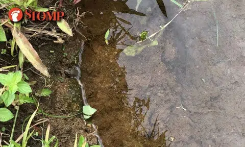 Can you spot the master of disguise in this photo taken at Jalan Mashhor?