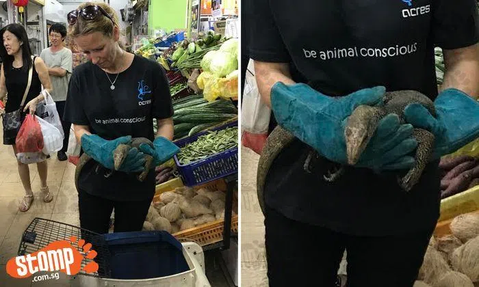 Even monitor lizards need to go shopping, like this one at Punggol ...