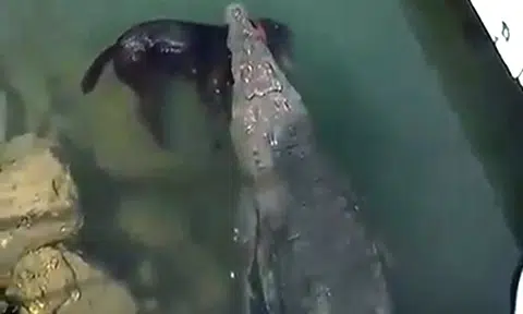 Fake news debunked: Video of croc with dog in its mouth is taken in Mexico, not Sembawang