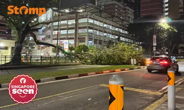 Fallen tree branch obstructs traffic in Queenstown: ‘I heard the breaking sound’