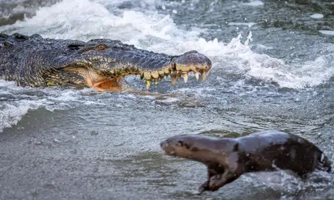 The crocodile was seen snapping at the otters several times, but the semi-aquatic creatures were able to deftly flee from its huge jaws.