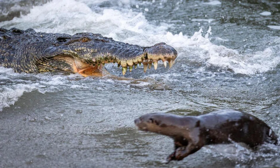 The crocodile was seen snapping at the otters several times, but the semi-aquatic creatures were able to deftly flee from its huge jaws.