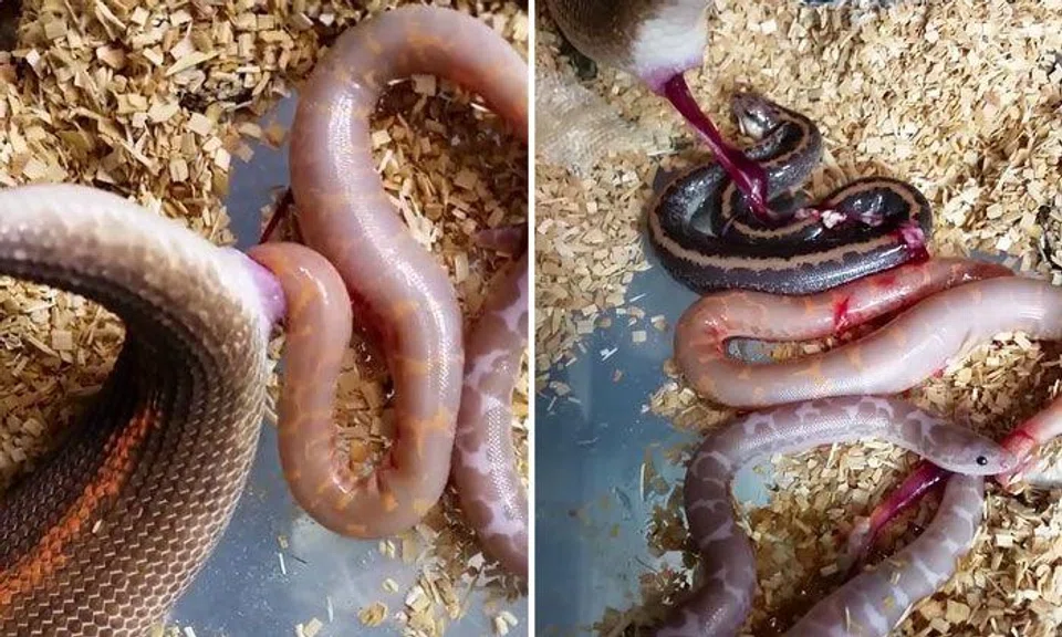Don't they lay eggs? Video of snake giving birth has internet confused
