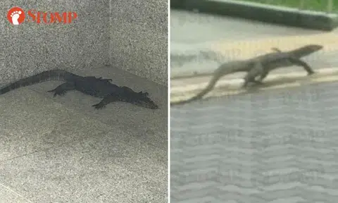 Monitor lizard chills outside Bishan MRT Station, another out on the prowl at Elias Road