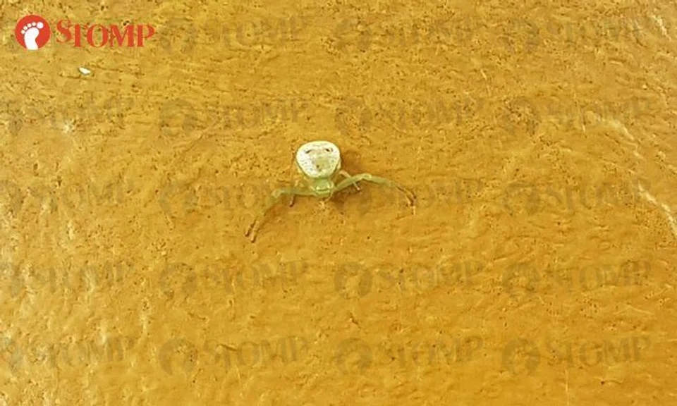 Spider with human-like face spotted at Petir Road: 'I thought it was a prank'