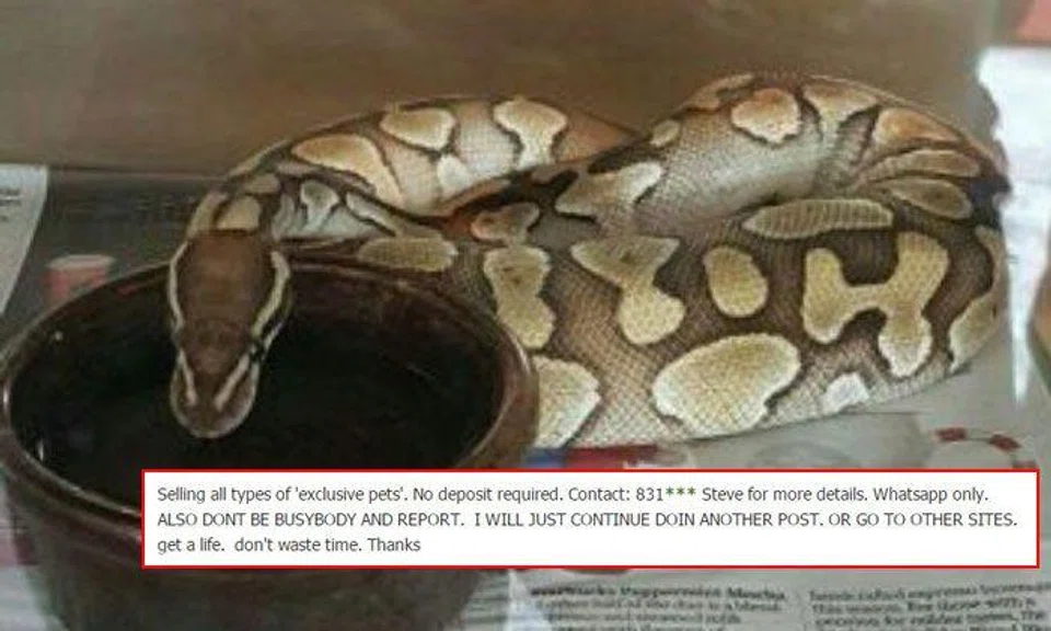 Python and hedgehog, anyone? Exotic animal seller posts ad online and warns people not to report him