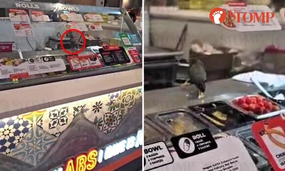 Bird spotted eating cheese behind counter at Sengkang outlet