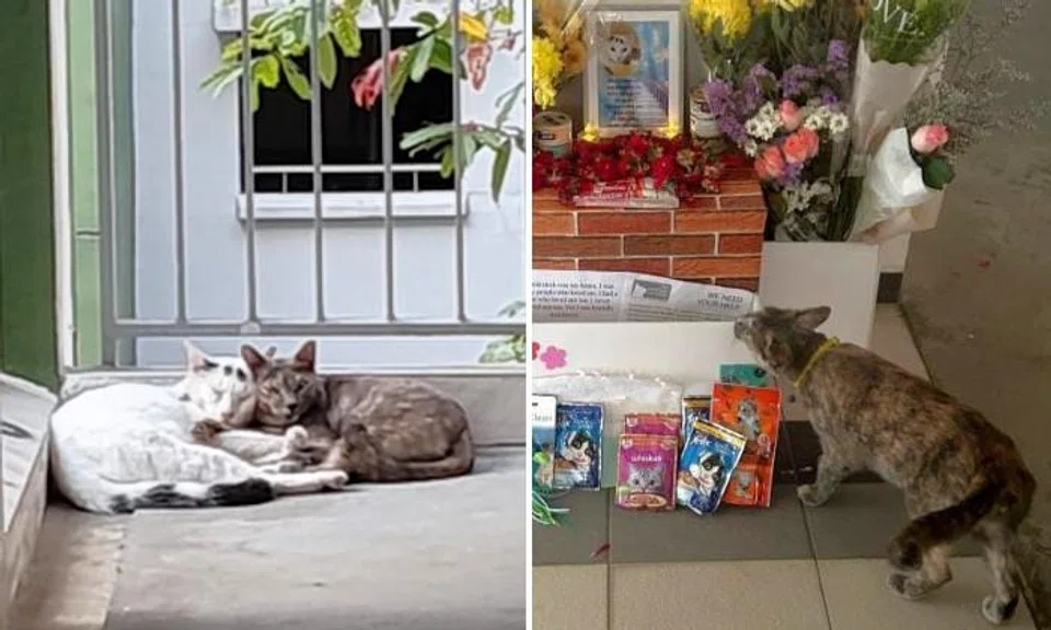 Cat found disembowelled in Yishun leaves behind 'soulmate' who waits by his photo 'as if he might still come back'